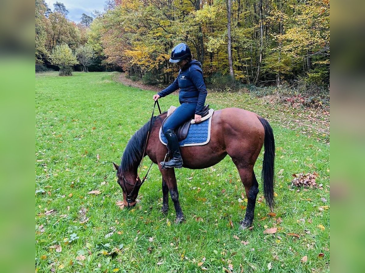 Pur-sang anglais Jument 2 Ans 160 cm Bai in HENGWILLER