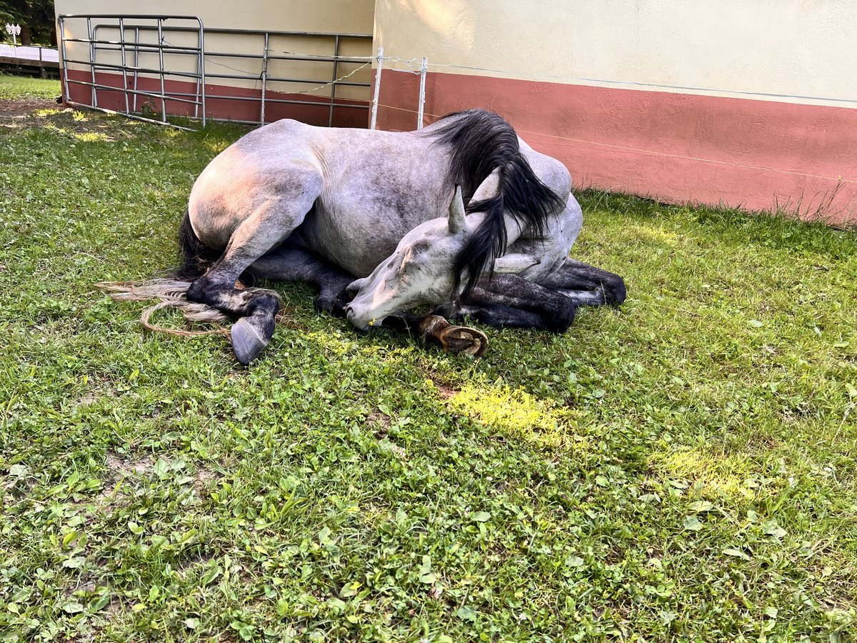 Pur-sang anglais Croisé Jument 3 Ans 152 cm Gris (bai-dun) in Bad Wurzach