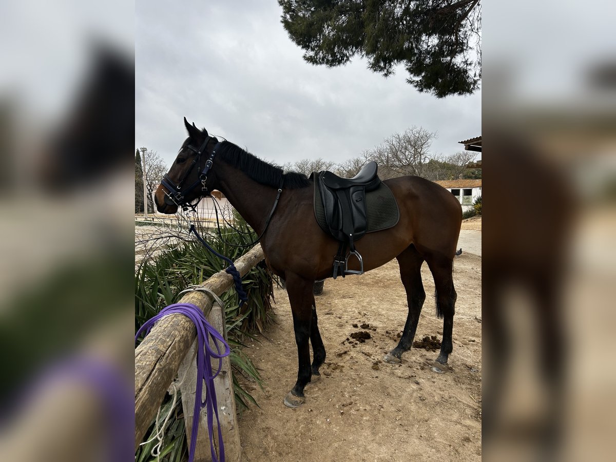 Pur-sang anglais Jument 3 Ans 165 cm Bai in Martigues