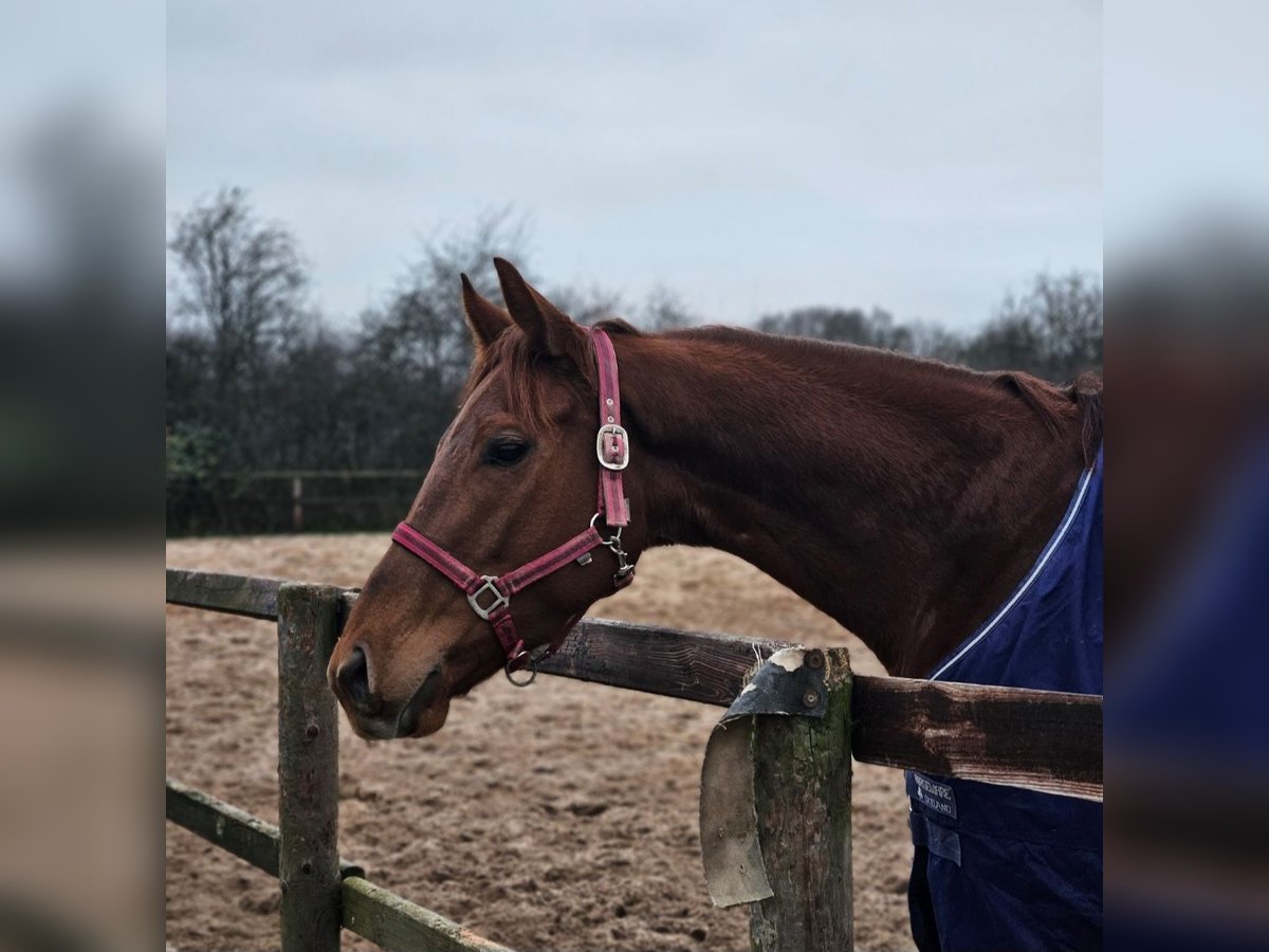 Pur-sang anglais Jument 4 Ans 158 cm Alezan in Bremen