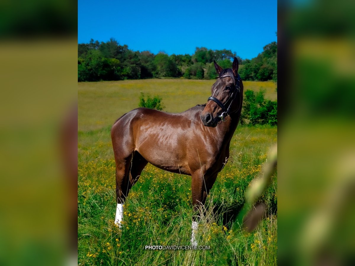 Pur-sang anglais Jument 4 Ans 159 cm Bai brun in Añorga