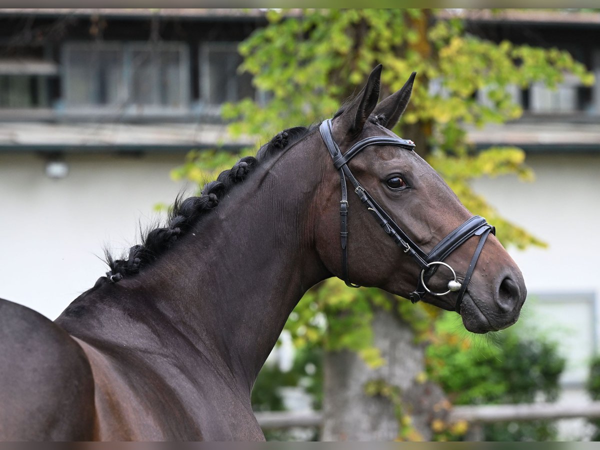 Pur-sang anglais Jument 4 Ans 165 cm Bai in M&#xFC;nchen