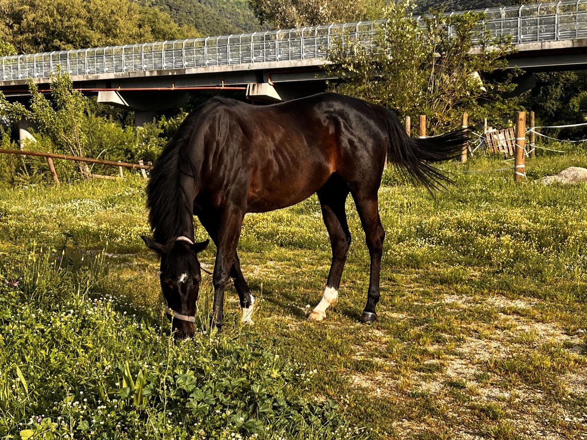 Pur-sang anglais Jument 4 Ans 175 cm Bai in Spoleto