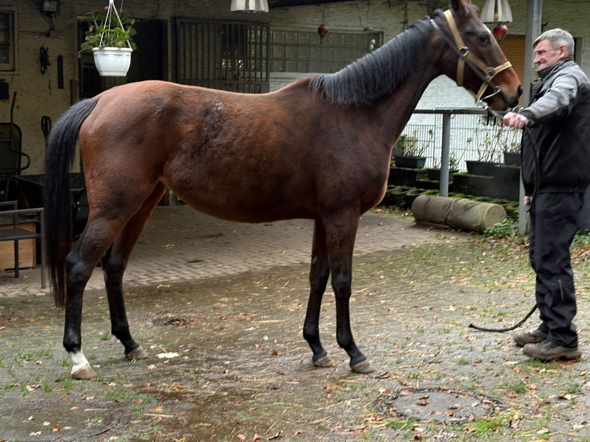 Pur-sang anglais Jument 5 Ans 157 cm Bai in Dortmund