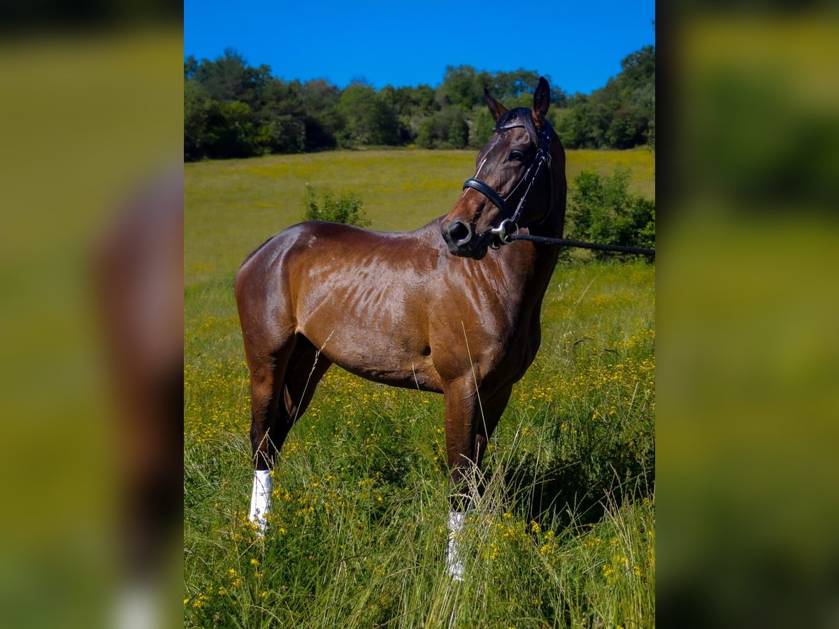 Pur-sang anglais Jument 5 Ans 160 cm Bai brun in Valencia