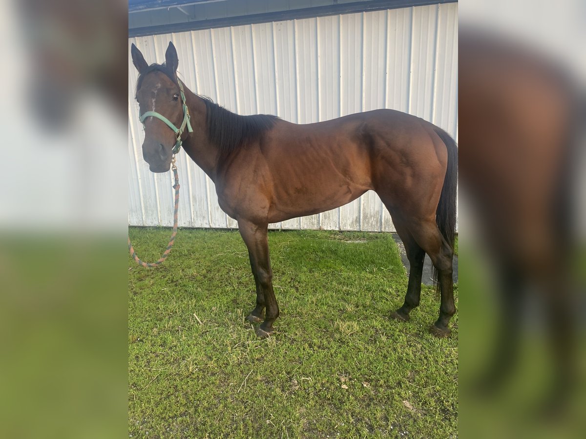 Pur-sang anglais Jument 5 Ans 163 cm Bai brun in Grover Hill