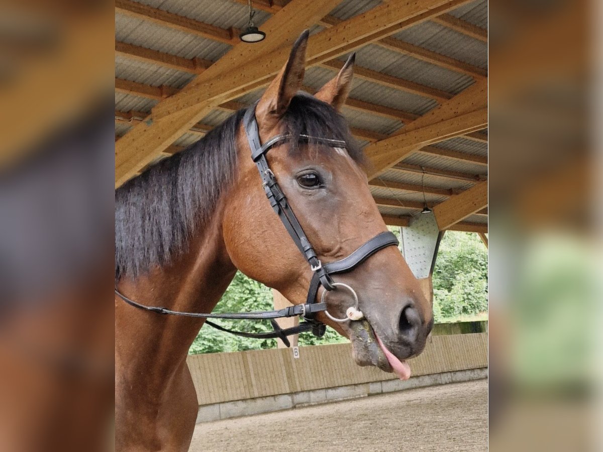 Pur-sang anglais Jument 6 Ans 158 cm Bai in Bietigheim-Bissingen