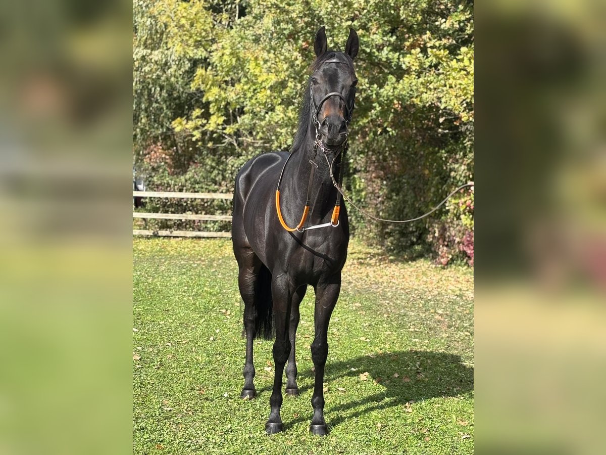 Pur-sang anglais Jument 7 Ans 162 cm Bai brun foncé in Schneverdingen