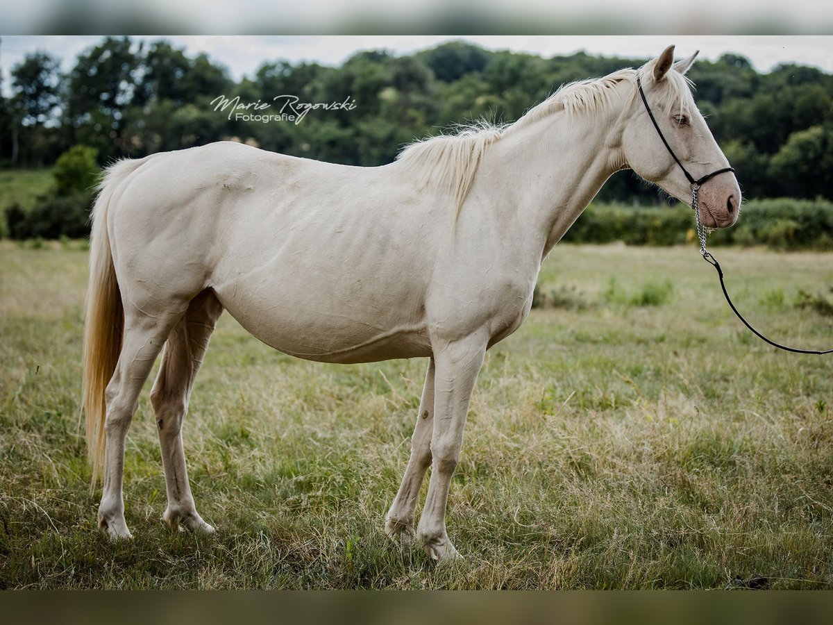 Pur-sang anglais Jument 9 Ans 153 cm Cremello in Beaumont-Pied-de-Buf