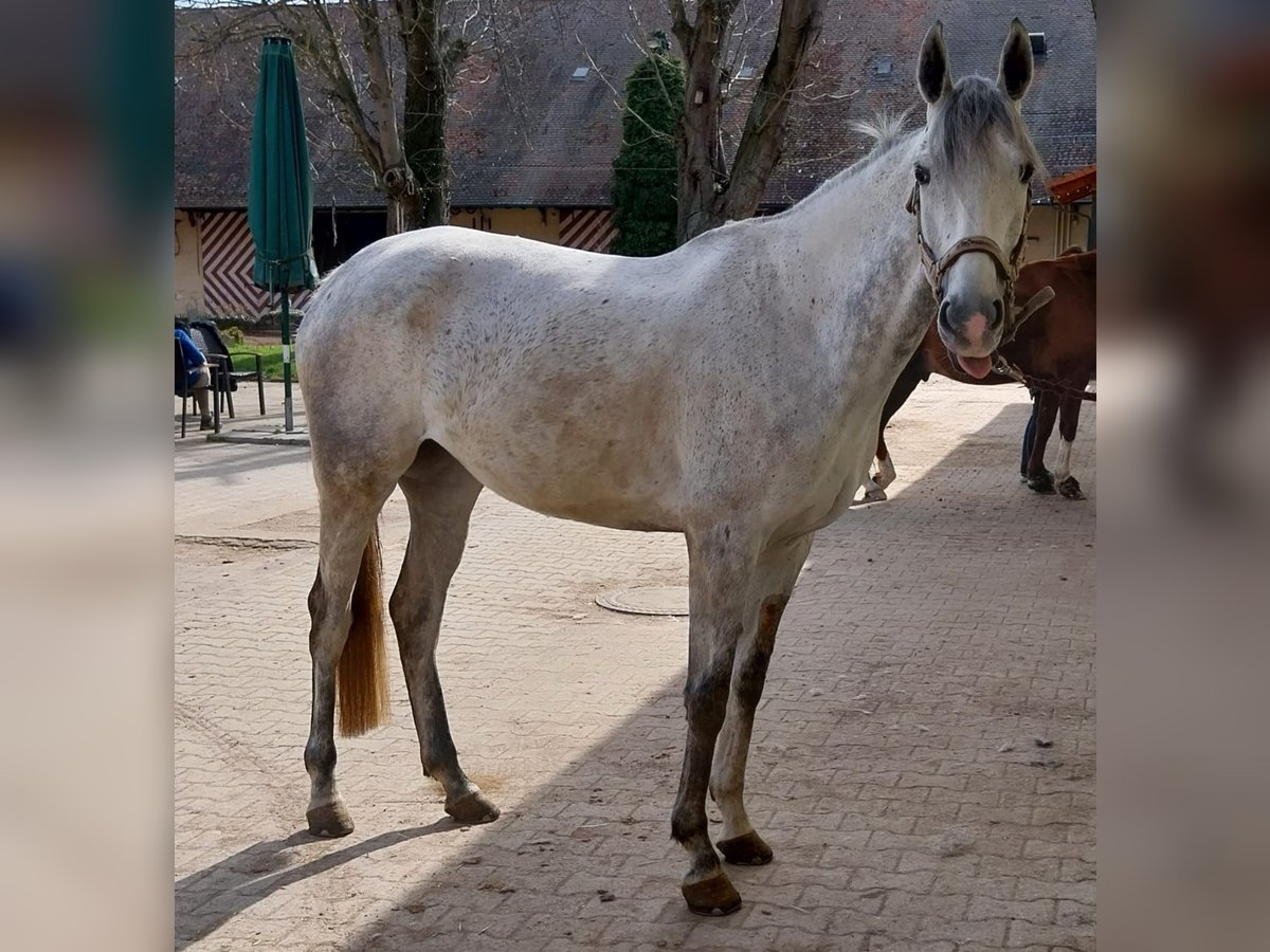 Pur-sang anglais Jument 9 Ans 165 cm Gris in Frankenthal (Pfalz)