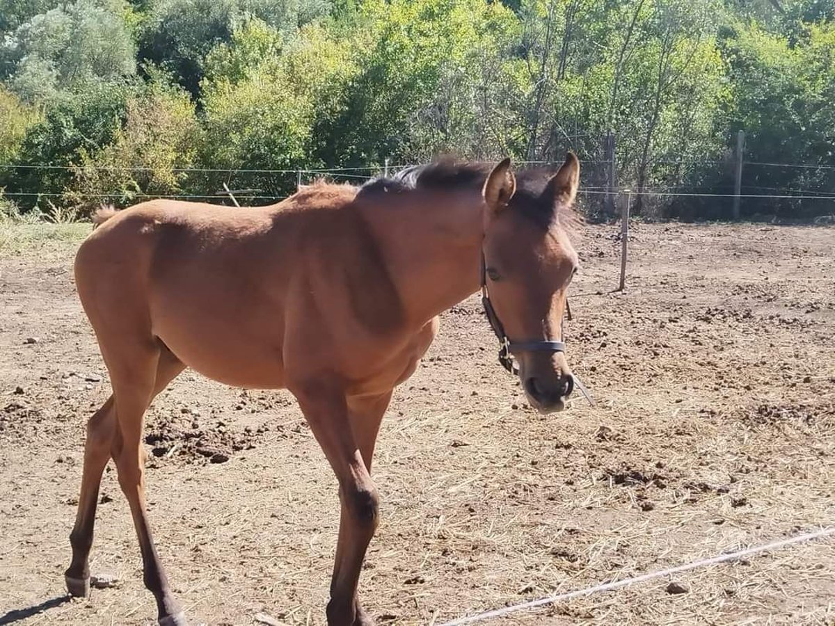 Pur-sang arabe Étalon 1 Année 130 cm Bai cerise in Assenovgrad