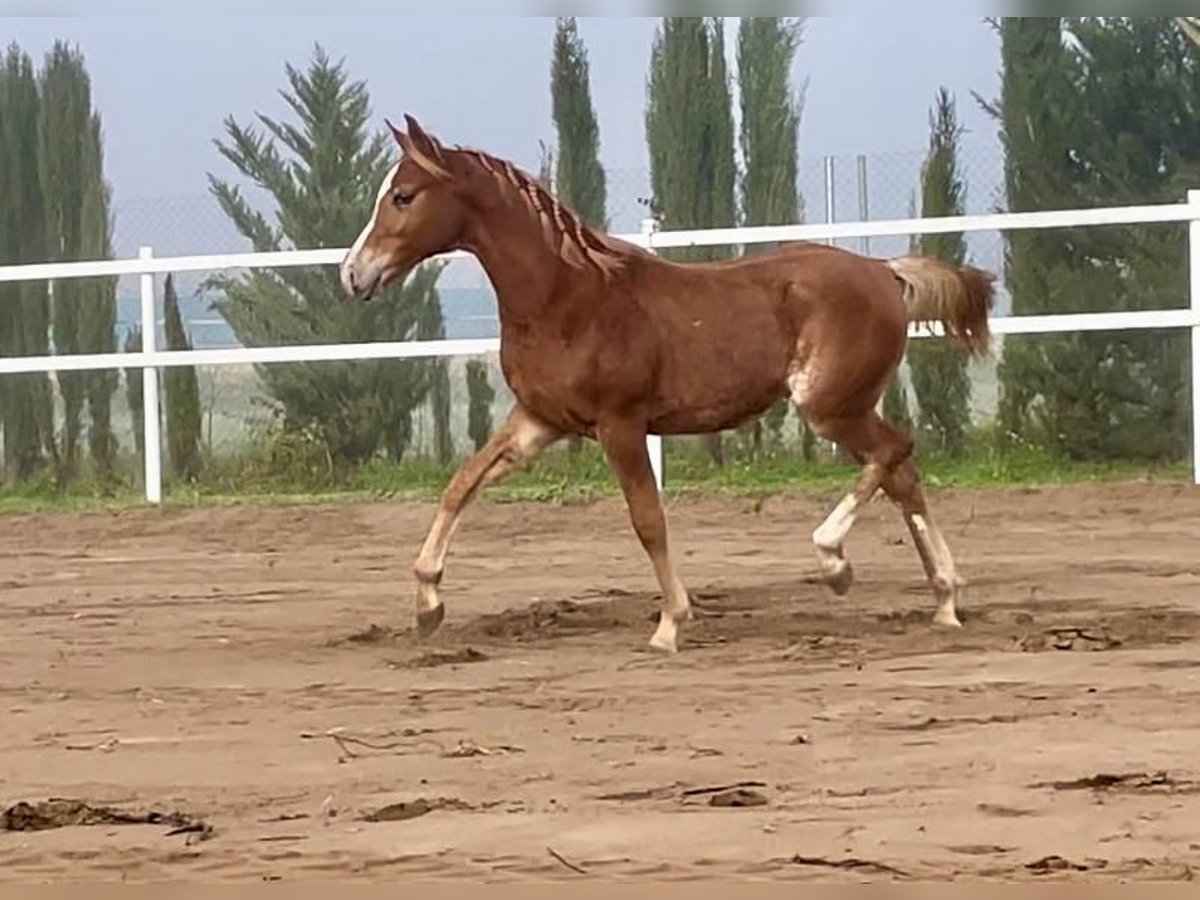 Pur-sang arabe Étalon 1 Année 140 cm Bai cerise in Los Palacios y Villafranca, Sevilla