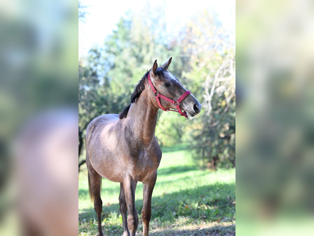 Pur-sang arabe Étalon 1 Année 144 cm Gris in Jovariškės