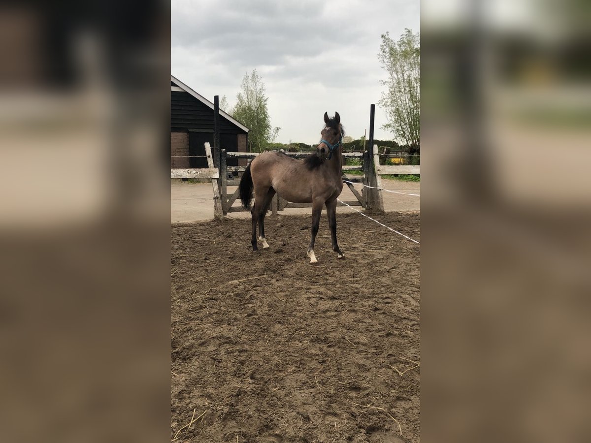 Pur-sang arabe Étalon 1 Année 145 cm Blanc in Hardinxveld-Giessendam