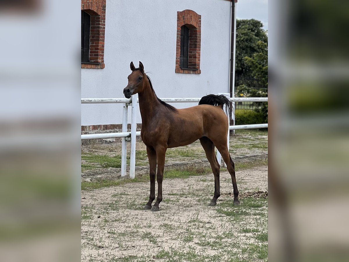 Pur-sang arabe Étalon 1 Année 150 cm Bai in Steszew