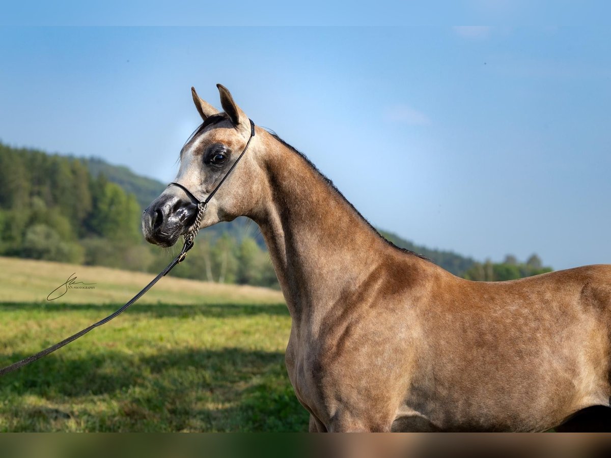 Pur-sang arabe Étalon 1 Année 150 cm Gris in Komárov