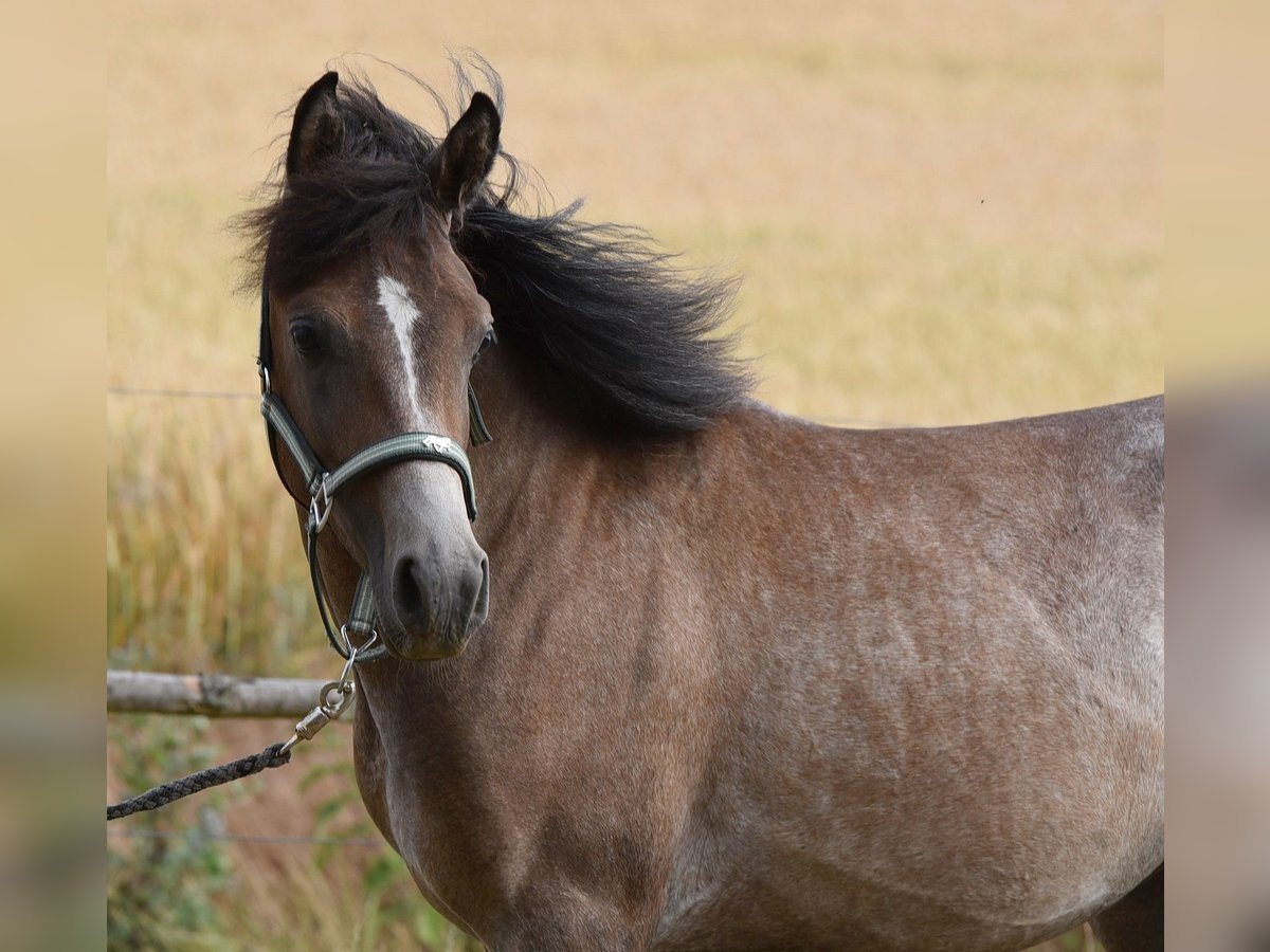 Pur-sang arabe Étalon 1 Année 150 cm Gris in Elxleben