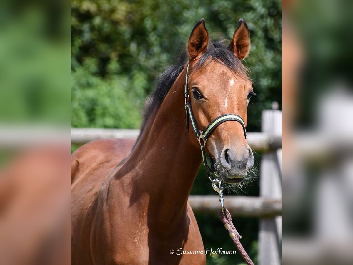 Pur-sang arabe Étalon 1 Année 156 cm Bai in Mörsdorf