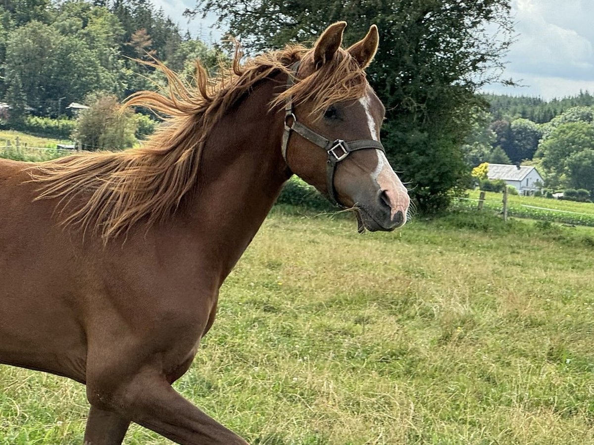 Pur-sang arabe Étalon 1 Année Alezan in Gouvy