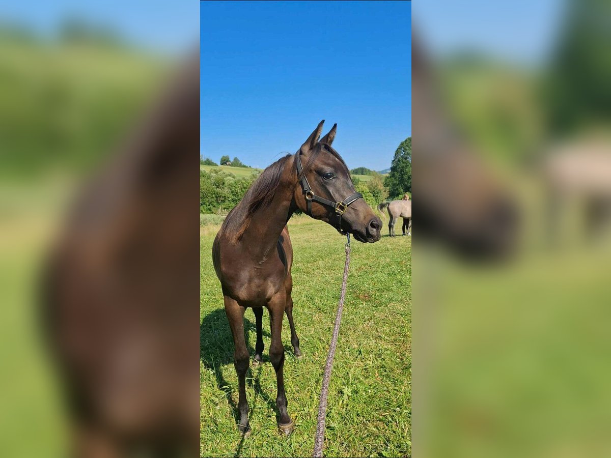 Pur-sang arabe Étalon 1 Année Bai brun in Slovakia