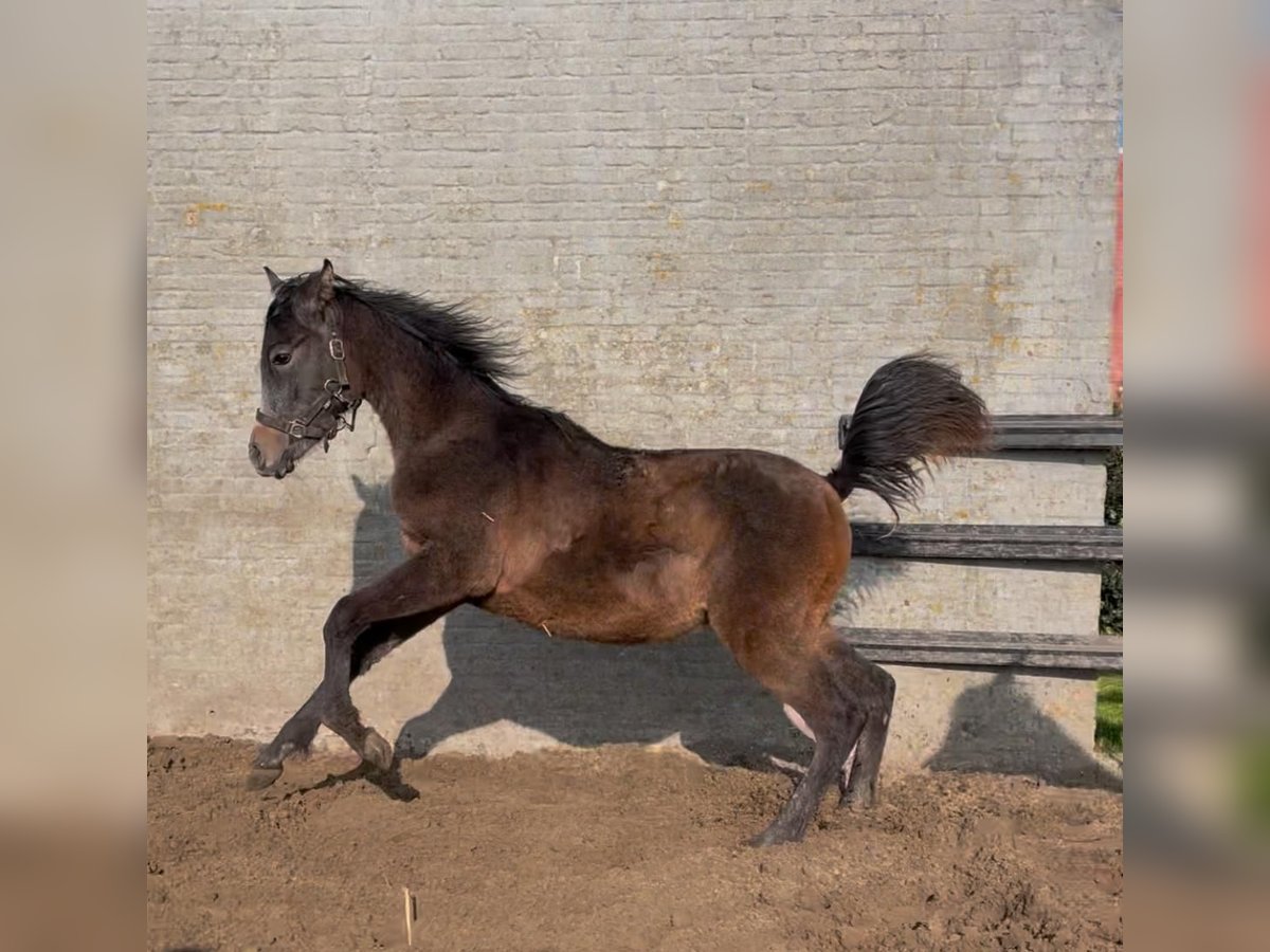 Pur-sang arabe Étalon 1 Année Gris noir in Veurne