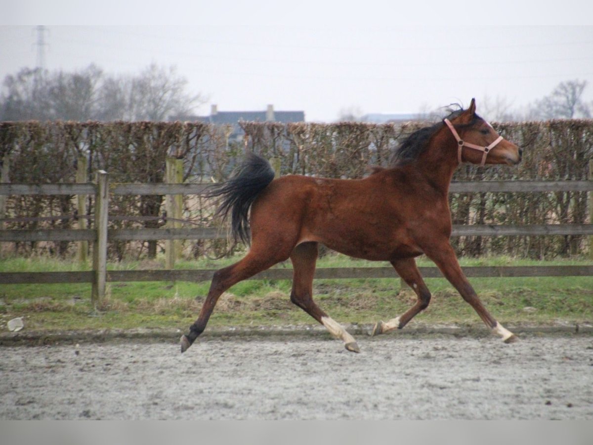 Pur-sang arabe Étalon 2 Ans 154 cm Bai in Hooglede