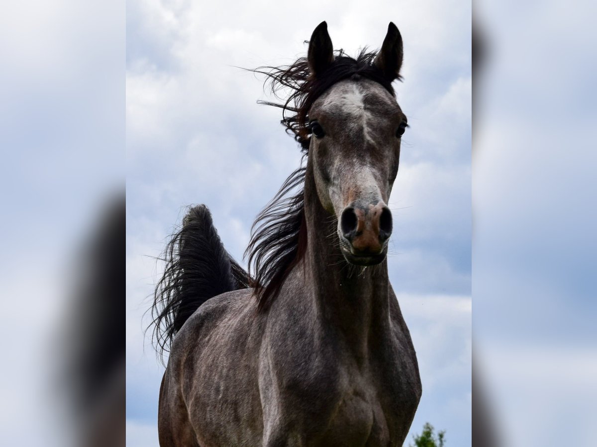 Pur-sang arabe Étalon 2 Ans Gris in Wielgolas Duchnowski