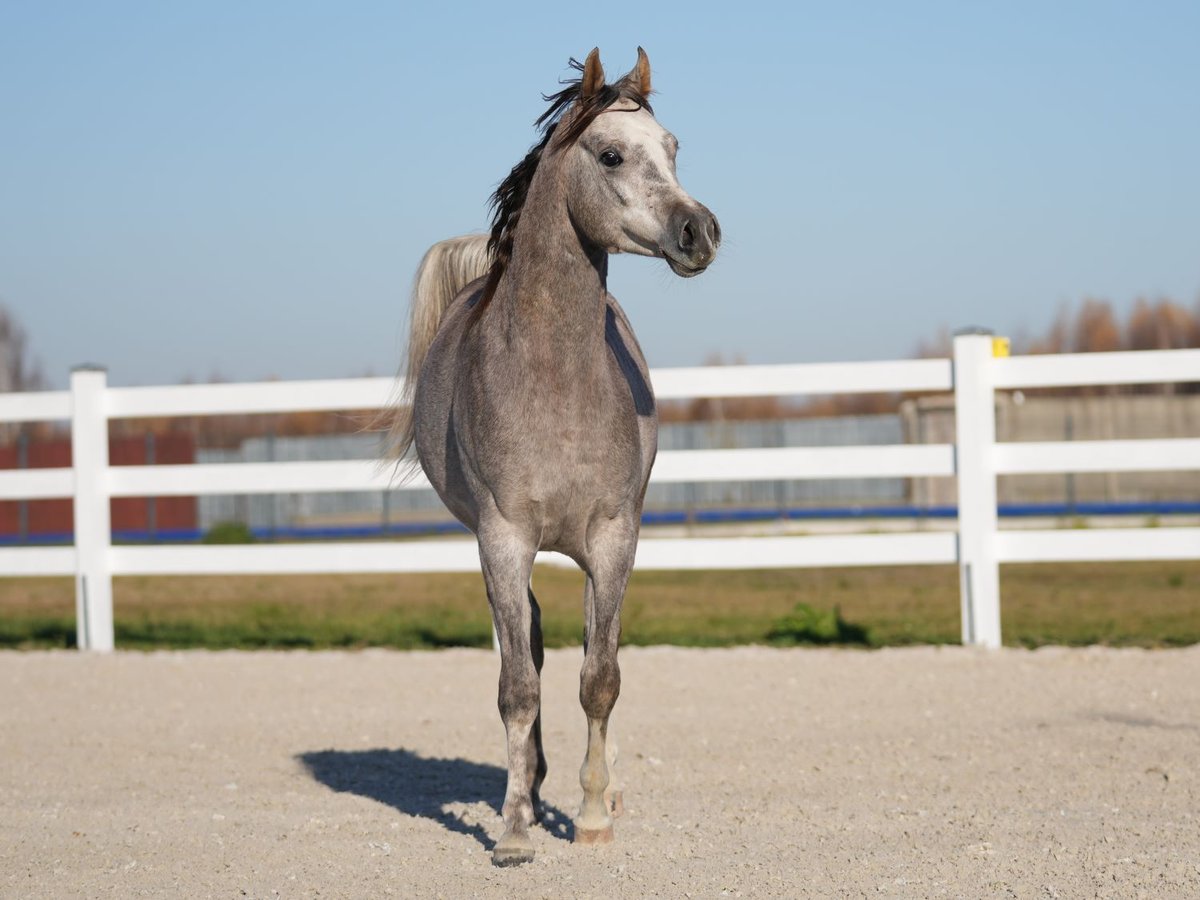 Pur-sang arabe Étalon 2 Ans Gris in Wola Rz&#x119;dzi&#x144;ska