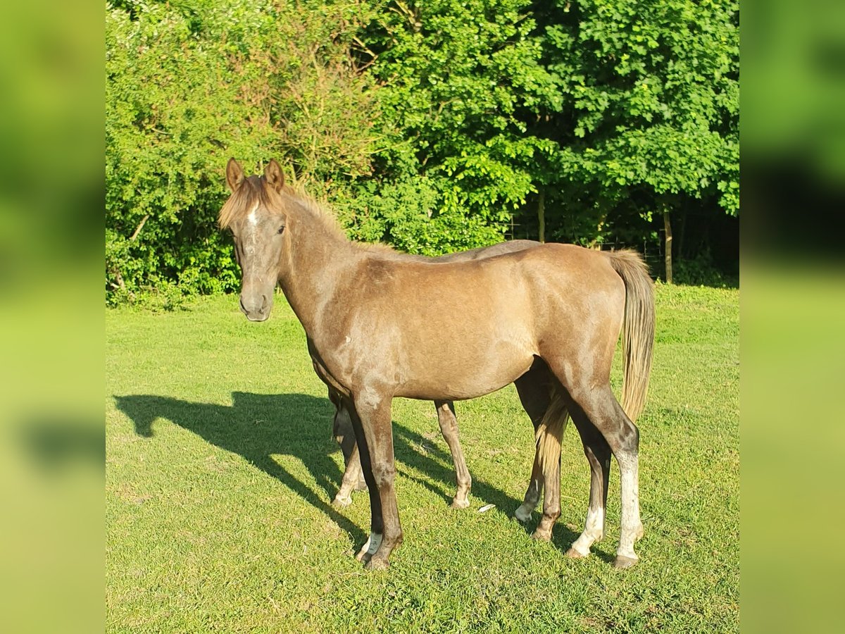 Pur-sang arabe Étalon 3 Ans 148 cm Gris in Lubiszyn