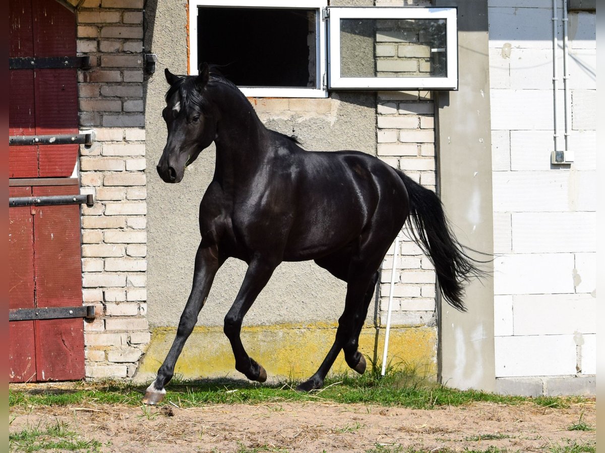 Pur-sang arabe Étalon 3 Ans 150 cm Noir in Zawidz Kościelny