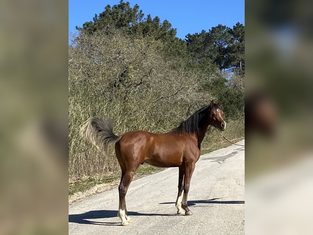 Pur-sang arabe Étalon 4 Ans 154 cm Bai cerise in Cabeco Trigo