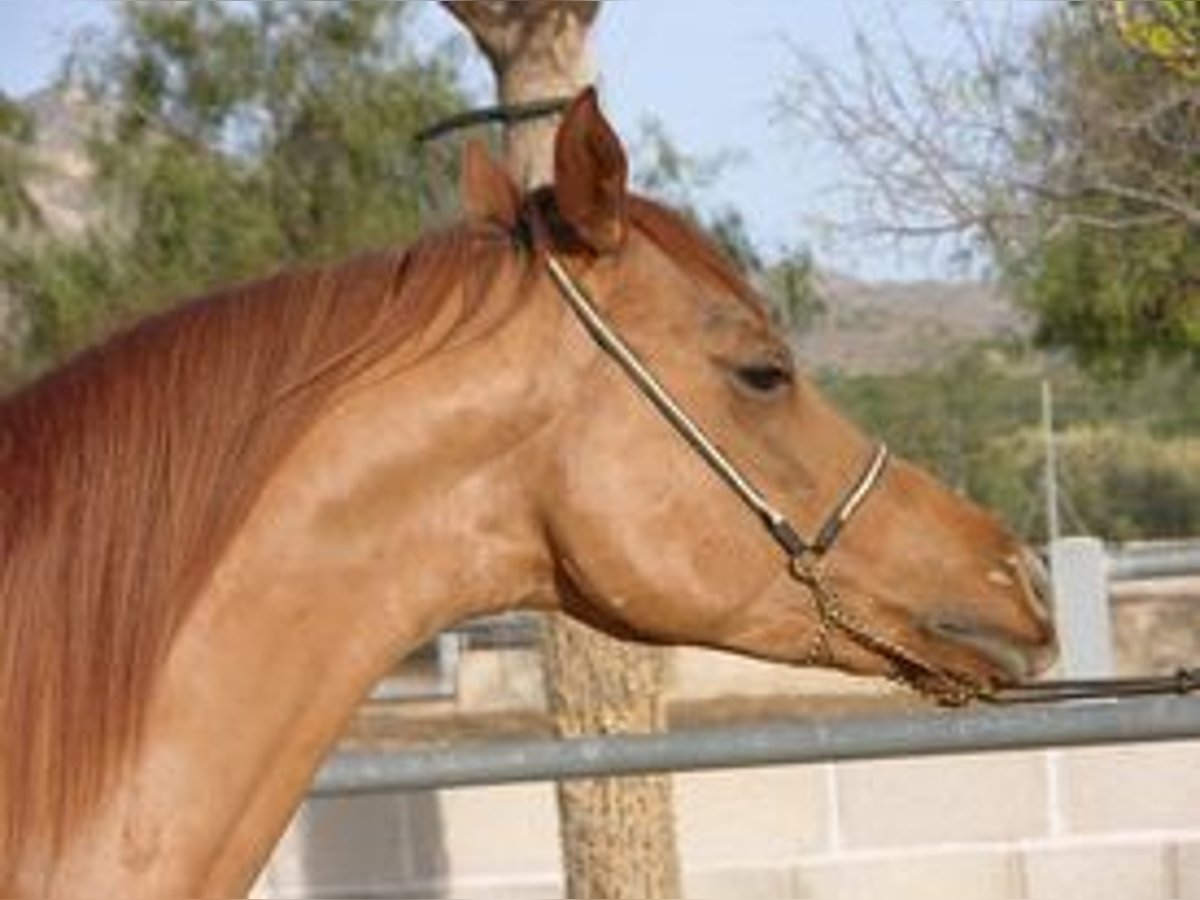 Pur-sang arabe Étalon 5 Ans 150 cm Alezan in Agost