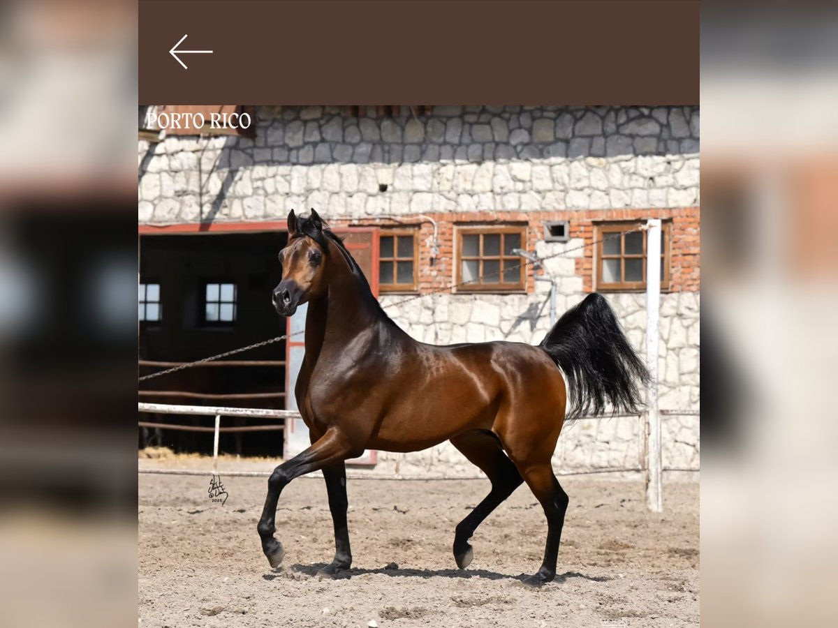 Pur-sang arabe Étalon 5 Ans 152 cm Bai in Ko&#x142;biel