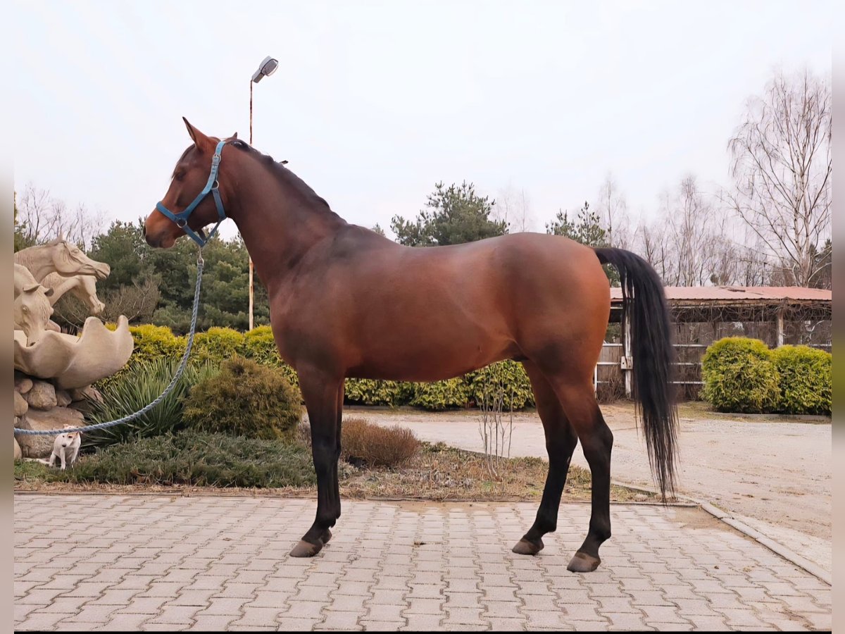 Pur-sang arabe Étalon 5 Ans 153 cm Bai brun in Ciosny
