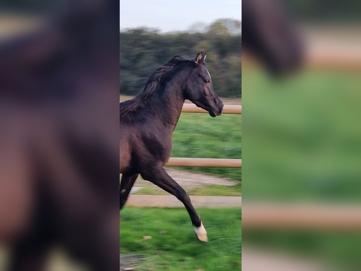 Pur-sang arabe Étalon 6 Ans Noir in COURS LES BARRES