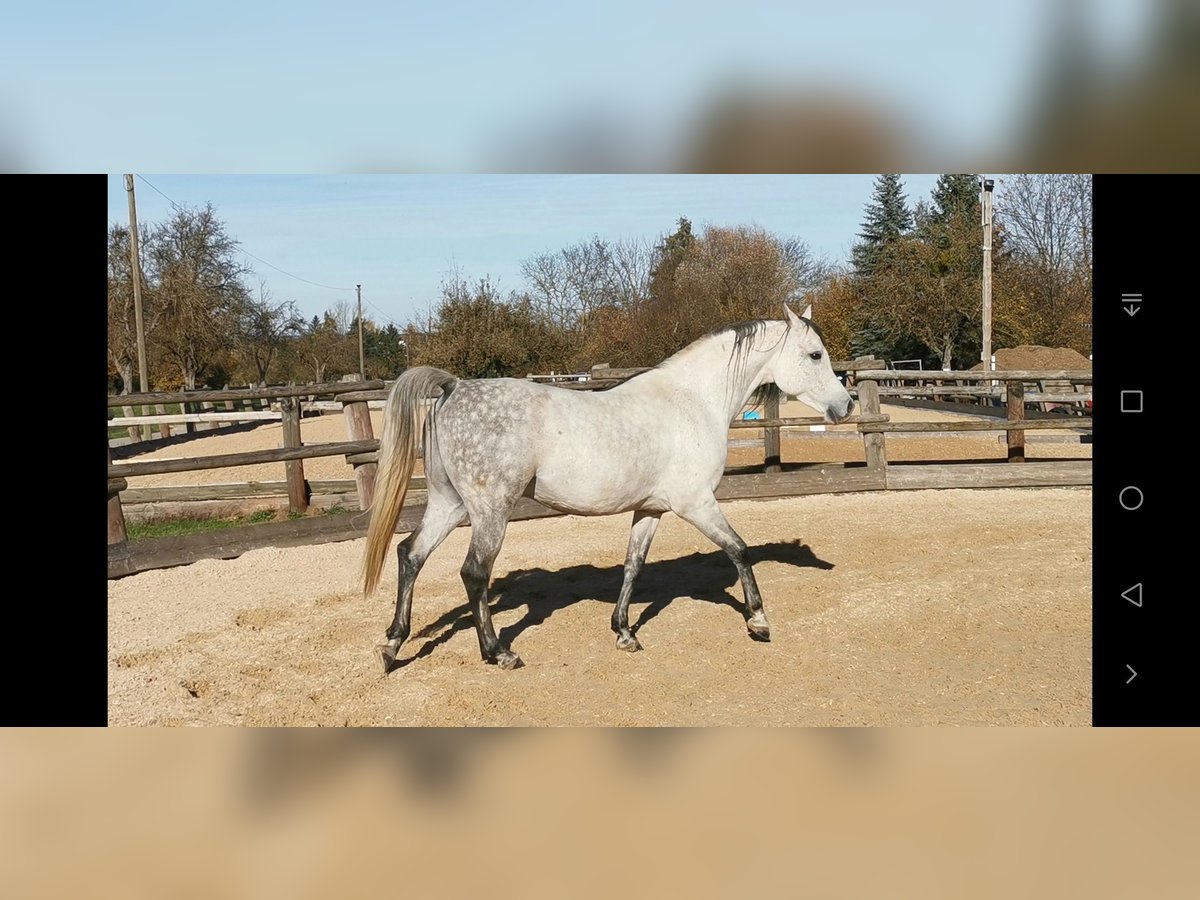 Pur-sang arabe Étalon 7 Ans 153 cm Gris moucheté in Weilheim an der Teck