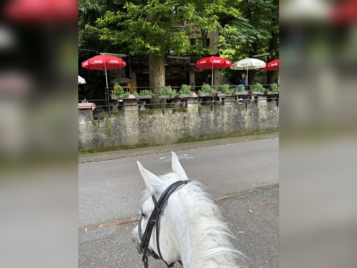 Pur-sang arabe Étalon 7 Ans 156 cm Gris moucheté in Gentilino