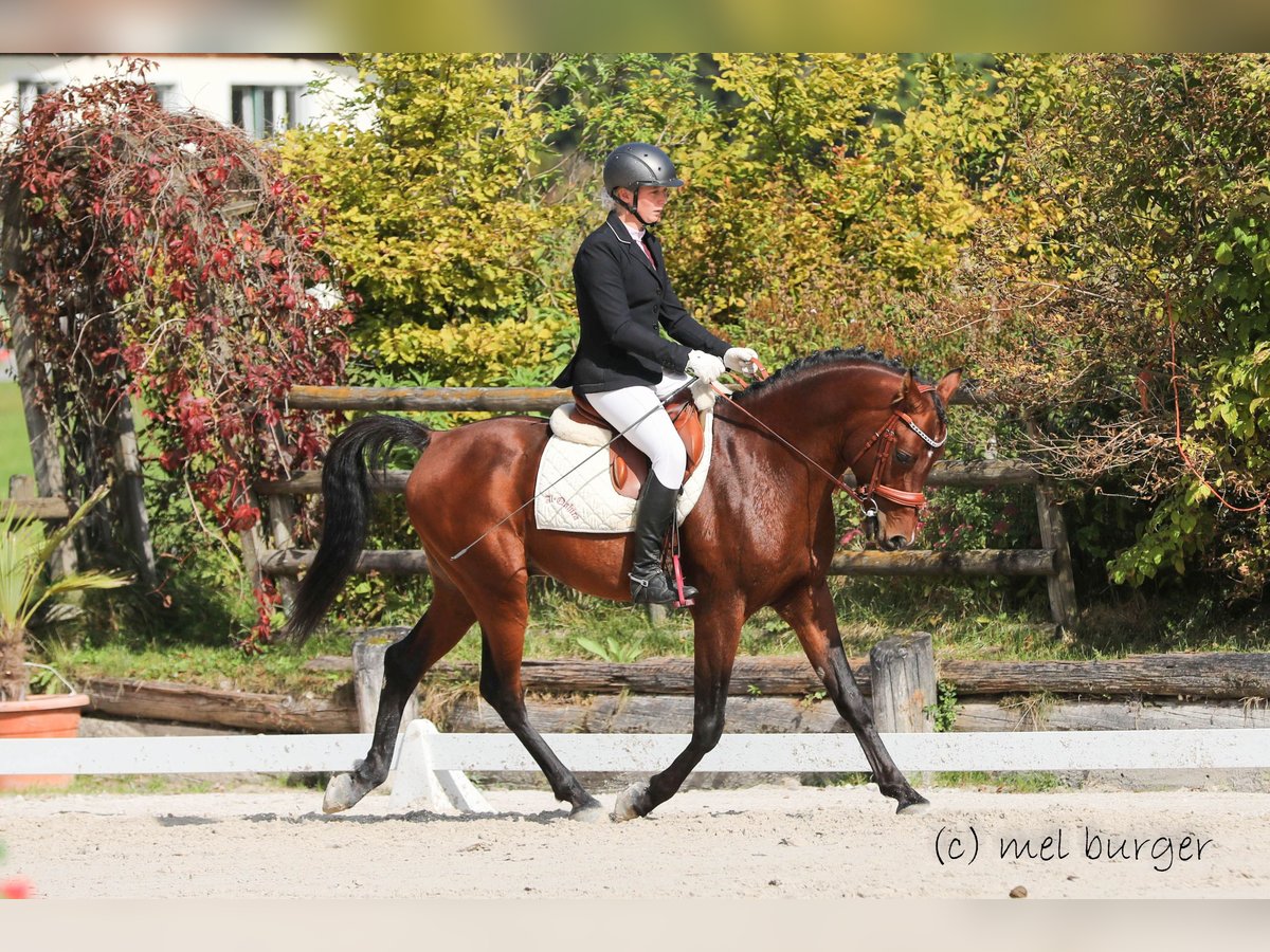 Pur-sang arabe Étalon 8 Ans 154 cm Bai in Söll