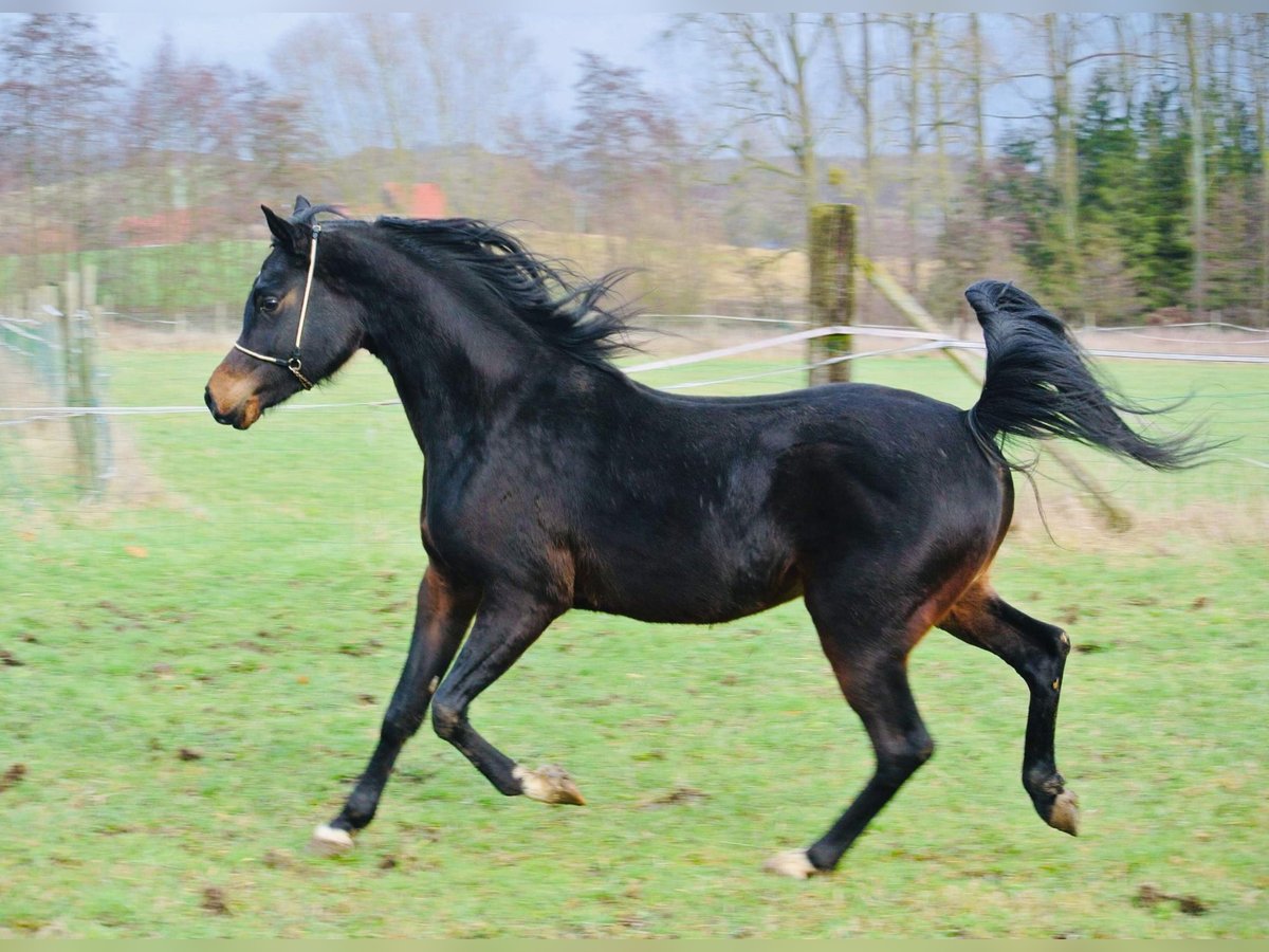 Pur-sang arabe Étalon 8 Ans Noir in Lovenjoel