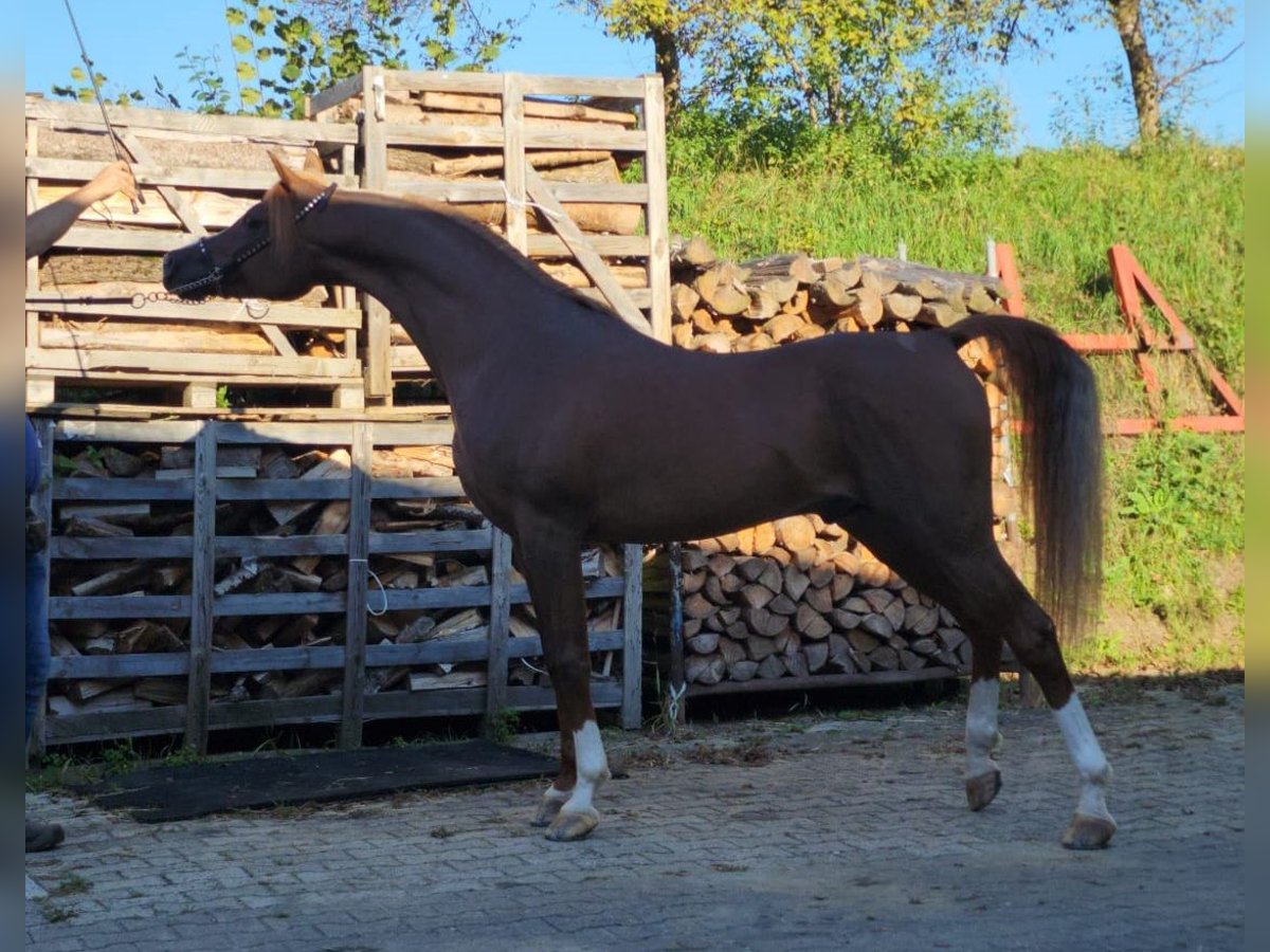 Pur-sang arabe Étalon Alezan in Ustersbach