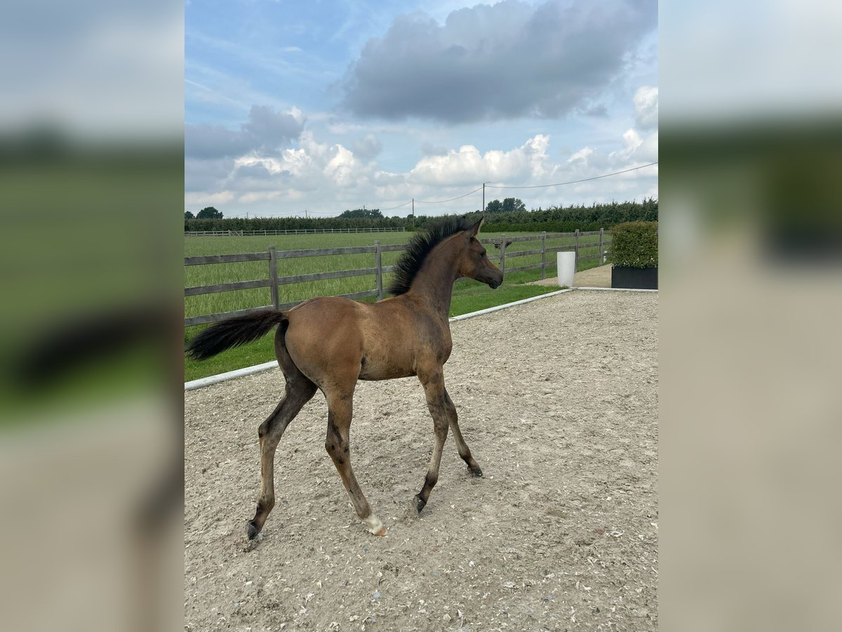 Pur-sang arabe Étalon Poulain (04/2025) Peut devenir gris in Herk-De-Stad