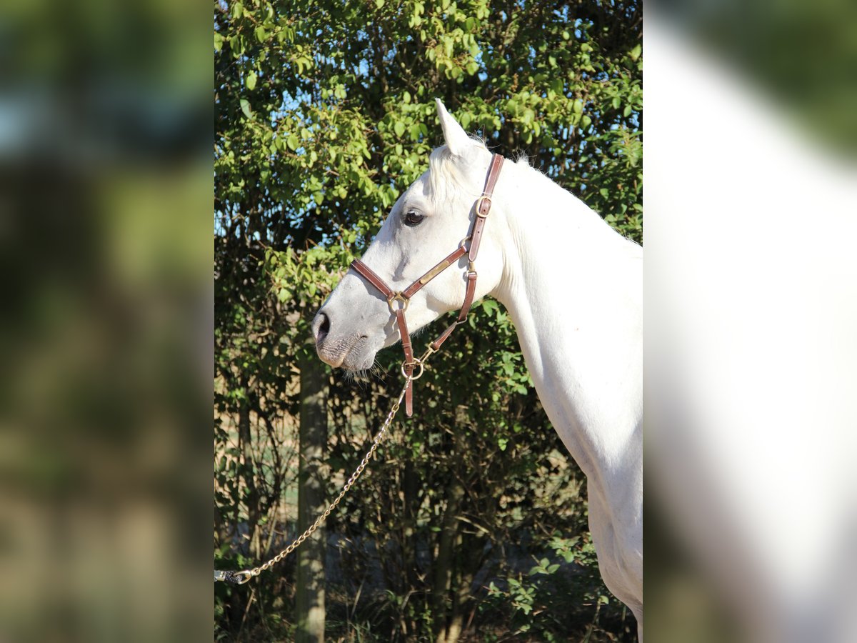 Pur-sang arabe Hongre 10 Ans 152 cm Blanc in Saint-Alban-d&#x27;Ay