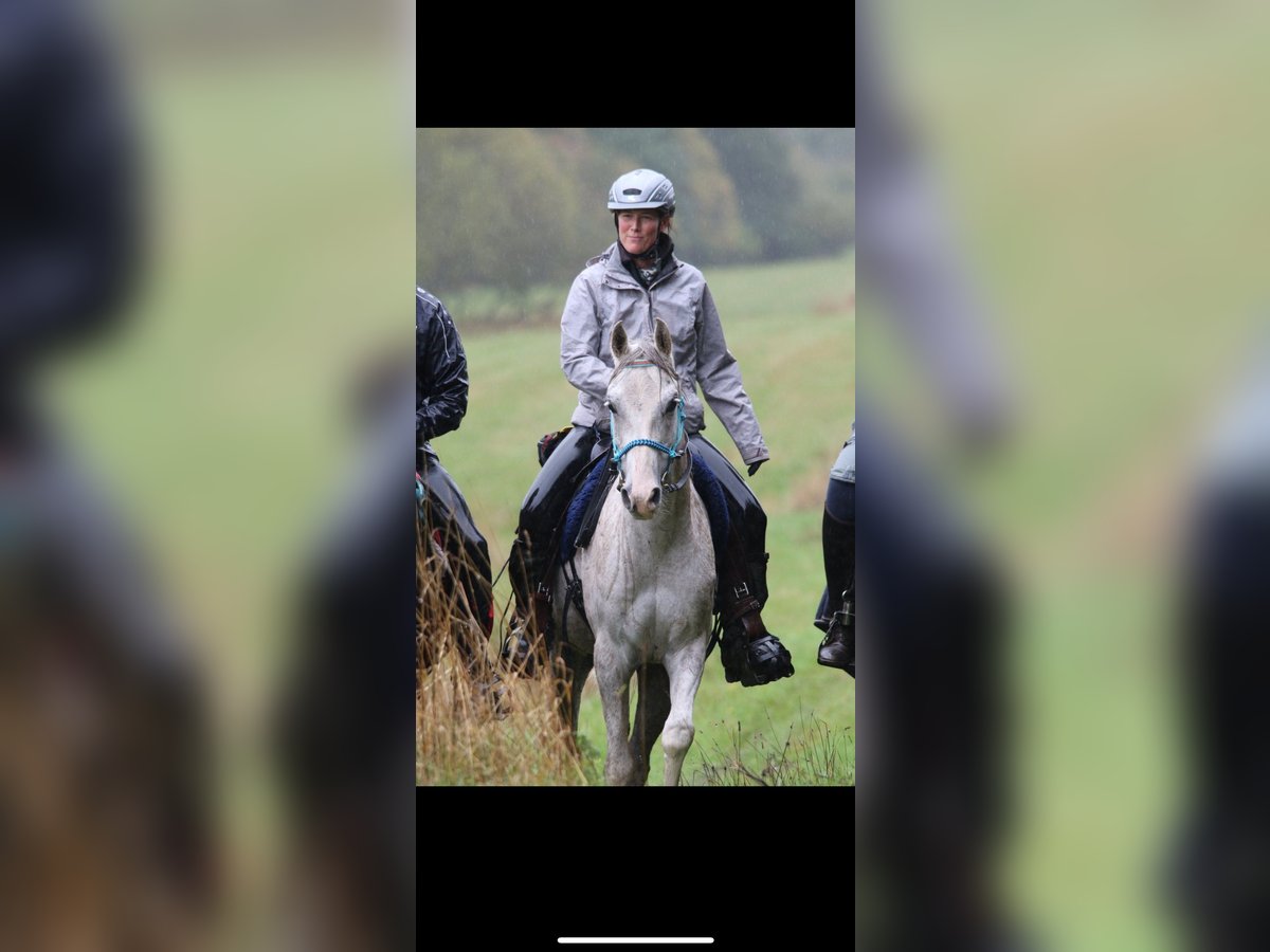 Pur-sang arabe Hongre 11 Ans 154 cm in Dormagen