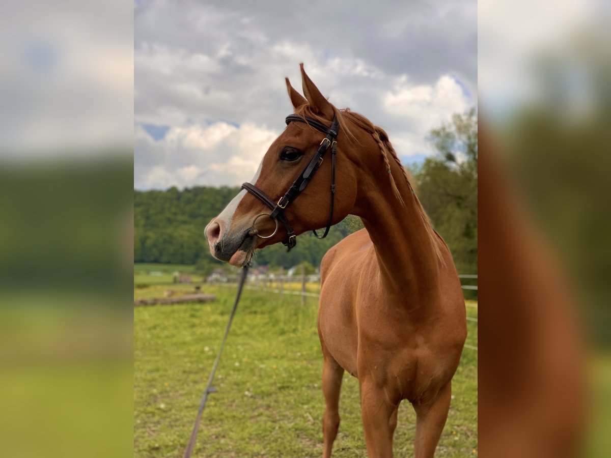 Pur-sang arabe Hongre 12 Ans 153 cm Alezan in Biederthal