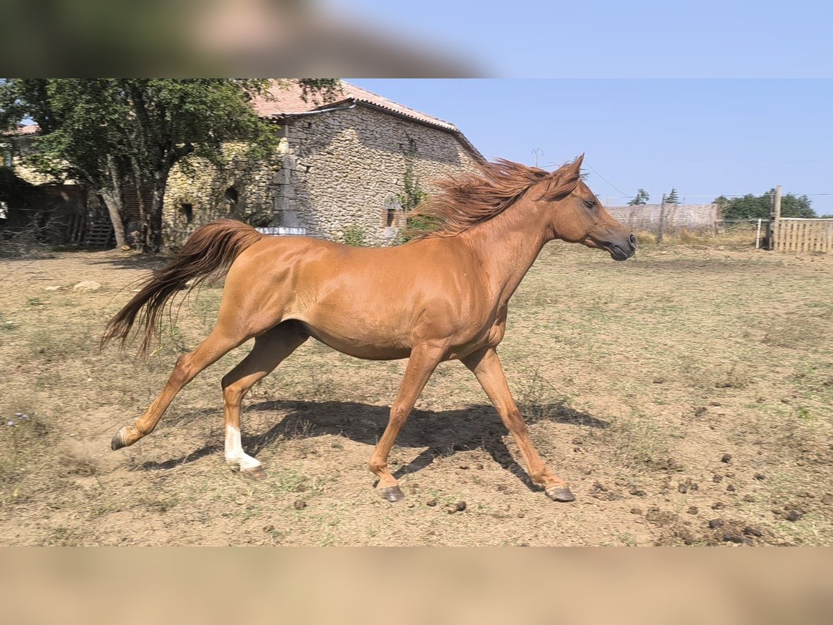 Pur-sang arabe Hongre 12 Ans 156 cm Alezan in Tournon-d&#x27;Agenais