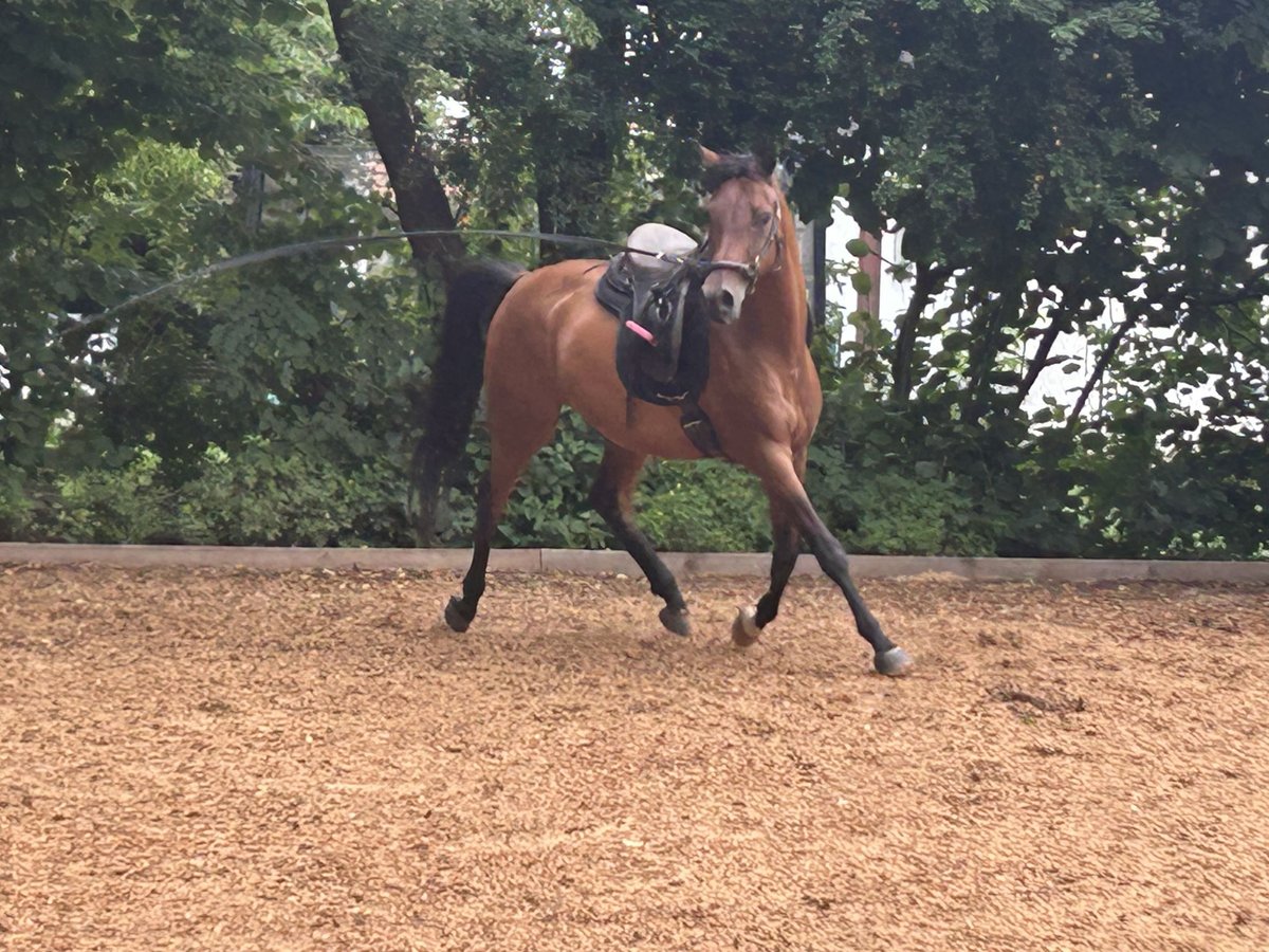 Pur-sang arabe Hongre 13 Ans 150 cm Bai in Mammendorf