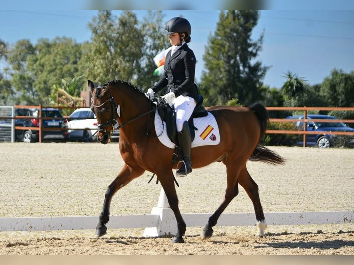 Pur-sang arabe Croisé Hongre 15 Ans 144 cm Bai brun in Sotogrande