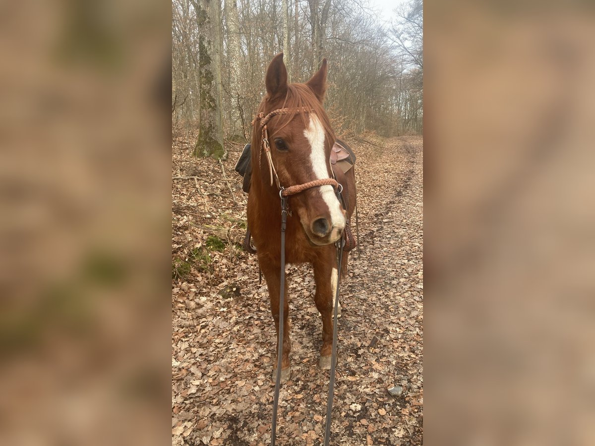 Pur-sang arabe Hongre 17 Ans 148 cm Alezan in Hammelburg