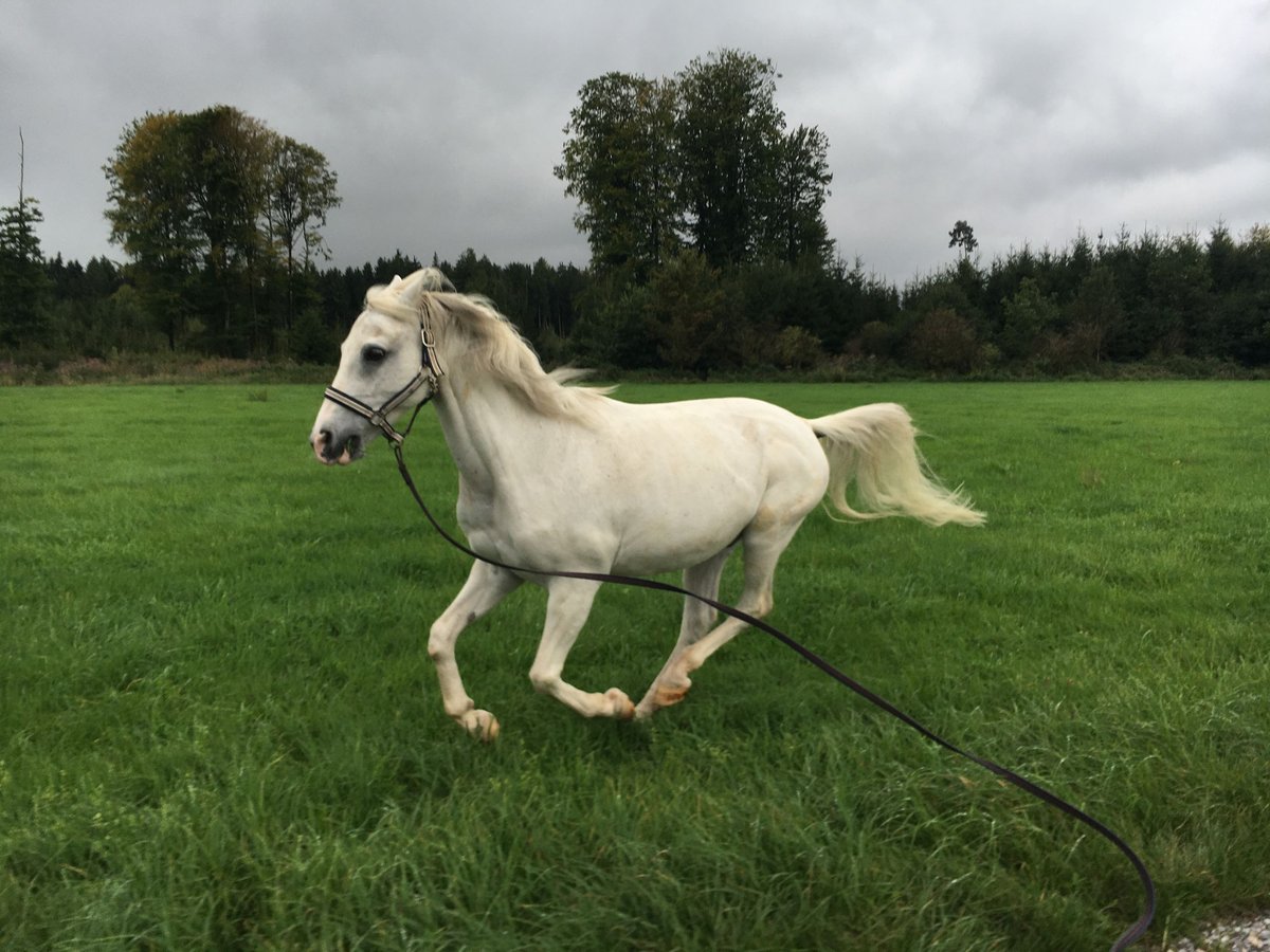 Pur-sang arabe Hongre 21 Ans 146 cm Gris in Pfaffenhofen an der Roth