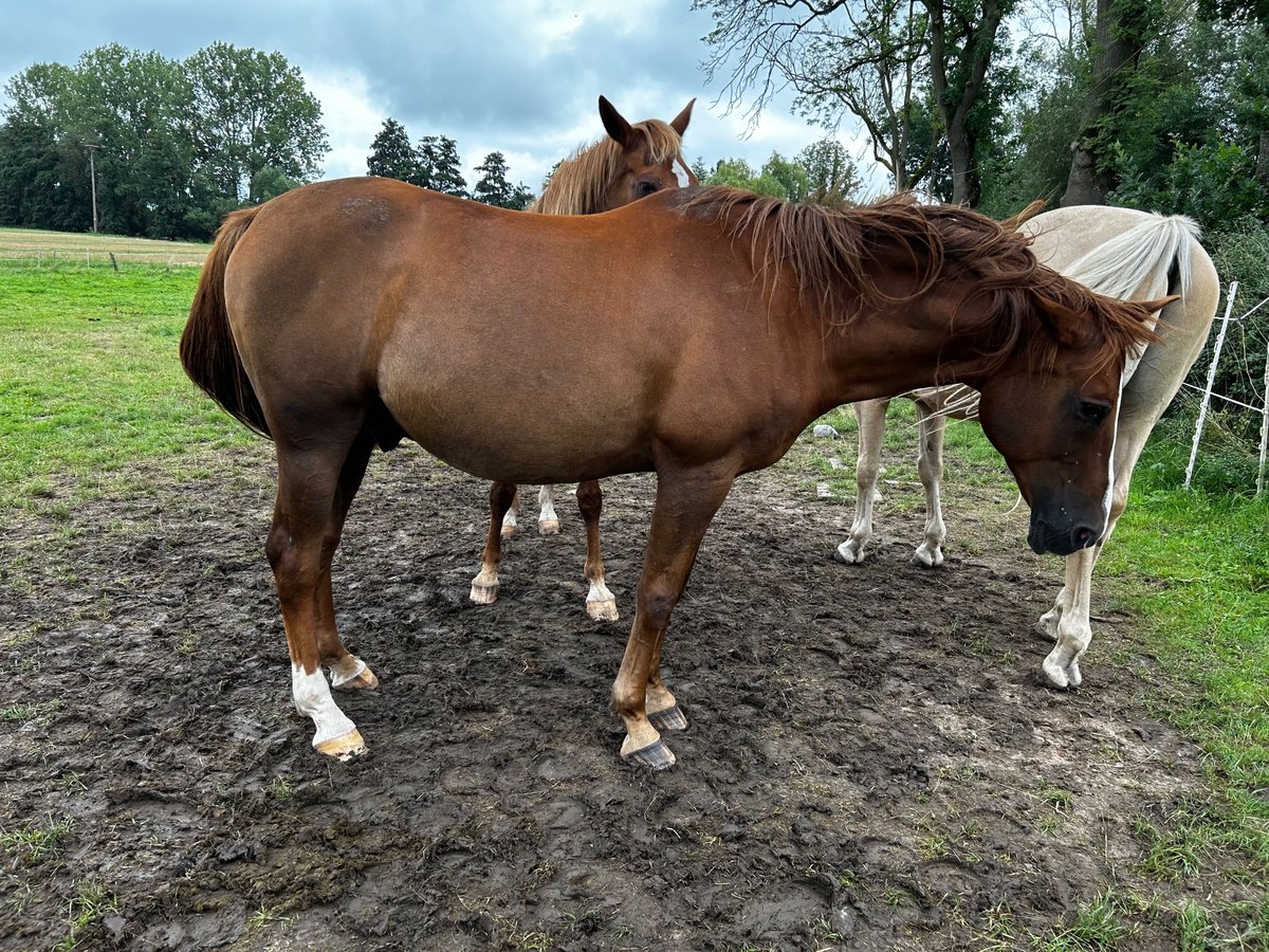 Pur-sang arabe Hongre 21 Ans 162 cm Alezan in Willingshausen